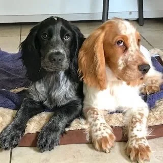 Two dogs lying on a blanket on the floor, one black and one light brown and white.
