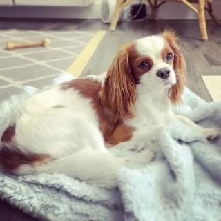 Dog lying on a gray blanket indoors, with a room and some furniture visible in the background.