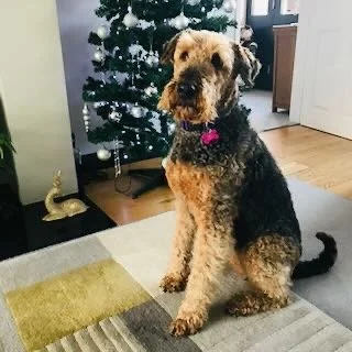 A dog with a black collar sitting on a blanket in a room decorated with a Christmas tree in the background.