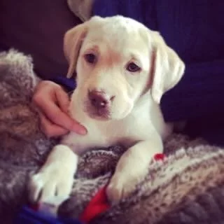 A small light-colored puppy lying on a blanket with someone petting its neck.