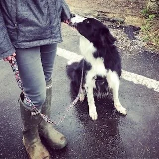 A person standing outdoors with a black and white dog on a wet pavement, the dog sitting and looking up at the person.
