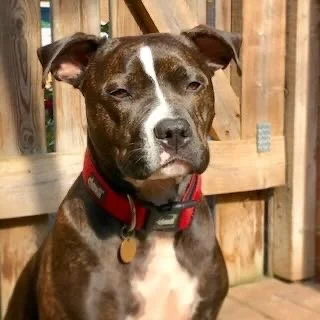 A brown and white dog with a red collar sitting outdoors in front of a wooden fence.
