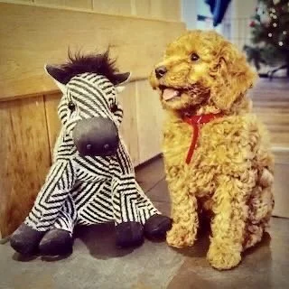 A plush zebra toy with black and white stripes sitting next to a smiling brown curly-haired dog with a red collar.
