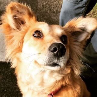 Close-up of a dog with golden fur and large ears, looking up.