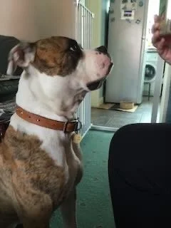 Dog with a brown and white coat sitting indoors, looking at a human hand holding food.