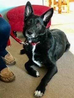 Black dog with white markings lying on a carpet, wearing a red collar, inside a house.