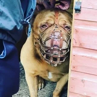 A dog wearing a muzzle tied to a kennel or structure, with part of a person's leg visible on the left side, against a wood-paneled background.