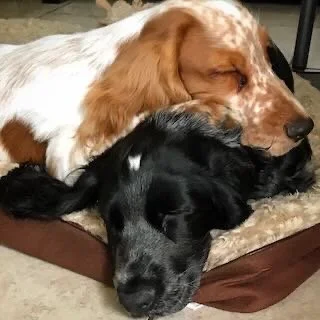 Two dogs, one tan and white with long ears and the other black, lying together in a bed, sleeping.