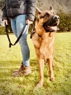 Person holding a leash attached to a large German Shepherd dog in a grassy park.