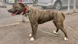 Brindle-colored dog on a leash standing on a paved sidewalk.
