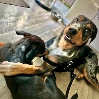 Two dogs, one with a black and tan coat and the other with a merle coat, are playfully interacting on a wooden floor indoors.