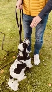 Person holding leash for a black and white dog sitting on grass