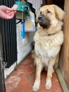 A large, fluffy dog sitting on red tile floor in what appears to be a grooming area, with someone holding a grooming tool or treat near the dog.