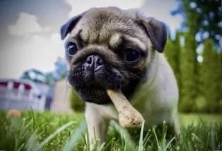 Close-up of a small pug dog outdoors on grass, holding a chew stick in its mouth.