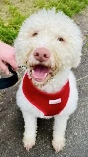 A happy white fluffy dog wearing a red bandana.