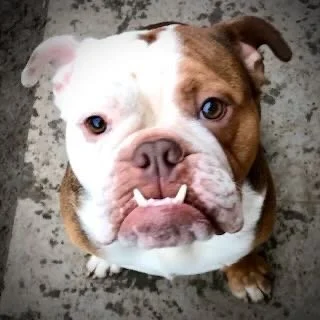 Close-up of a brown and white bulldog with a serious expression, standing on a concrete surface.