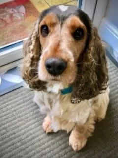 A dog with long ears and brown and white fur sitting on a striped mat near a door.