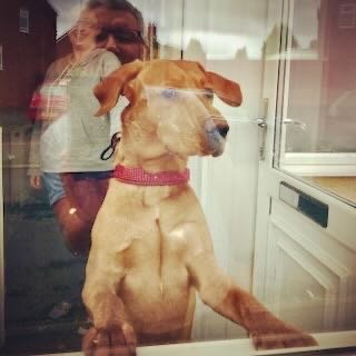 A yellow Labrador Retriever with a red collar is looking through a glass door, with a person reflected in the glass behind the dog.
