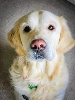 Close-up of a golden retriever with a pink nose, looking at the camera