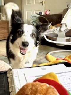 A black and white dog sitting on a carpeted floor, looking curious, with a toy banana in the foreground and a baby swing and toys in the background.