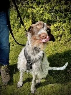 A happy dog with its tongue out, sitting on grass in an outdoor setting.