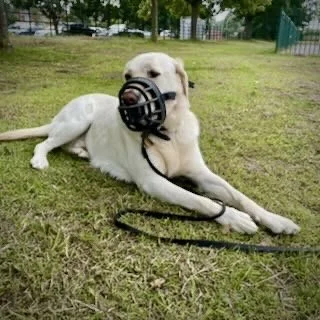 A Labrador Retriever dog lying on grass with a black muzzle over its face.