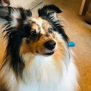 A Shetland Sheepdog with a multi-colored coat and bright eyes, indoors on a beige carpet.