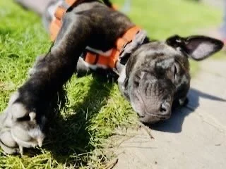 A puppy lying face down on grass next to a sidewalk with its head resting on the ground and ears flopping, wearing an orange collar.