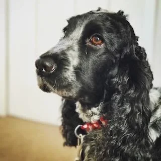 Close-up of a black and white Cocker Spaniel with long, floppy ears and a red collar, looking alert indoors.