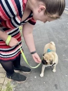 A woman with a striped shirt is holding a small tan pug on a green leash.