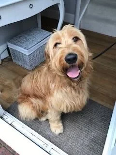 A cute, golden-colored dog with long fur sitting on a small gray mat indoors, near a desk or table with a wicker basket underneath.