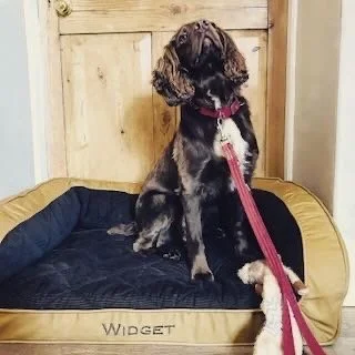 A black and white puppy sitting on a black dog bed with a yellow border, inside a room with beige walls and wooden furniture.