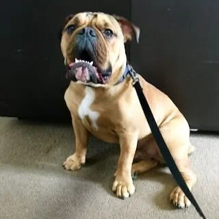 A tan and white bulldog sitting on a carpeted floor with a black background.