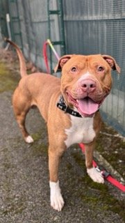 A happy brown dog with a white chest and paws, wearing a black collar, standing outdoors on a chain-link fence background.