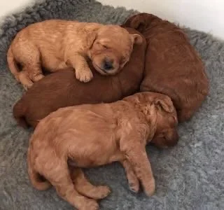 Four sleeping puppies, two brown and two reddish, cuddled together on a gray fleece blanket.
