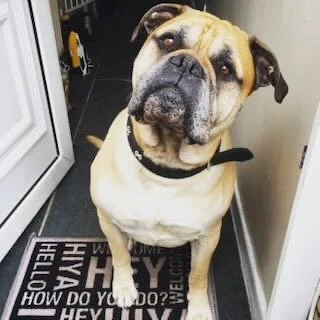 A large tan and black Bulldog sitting on a black mat near a white door, looking at the camera.