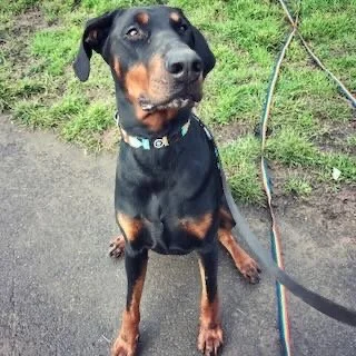 A black and tan dog sitting on a sidewalk with green grass in the background, looking at the camera.
