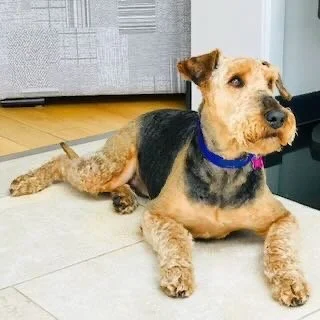 A small dog with a black and tan coat lying on a tiled floor indoors, wearing a blue collar.