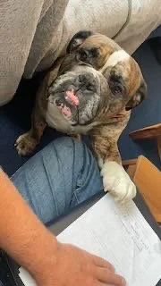 A cute puppy with a tongue sticking out, resting its paws on a person's leg and looking at the camera.