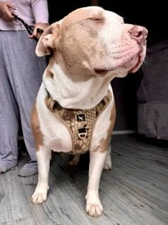 A large pitbull dog with a light brown and white coat, wearing a harness, standing with its eyes closed and head slightly tilted.