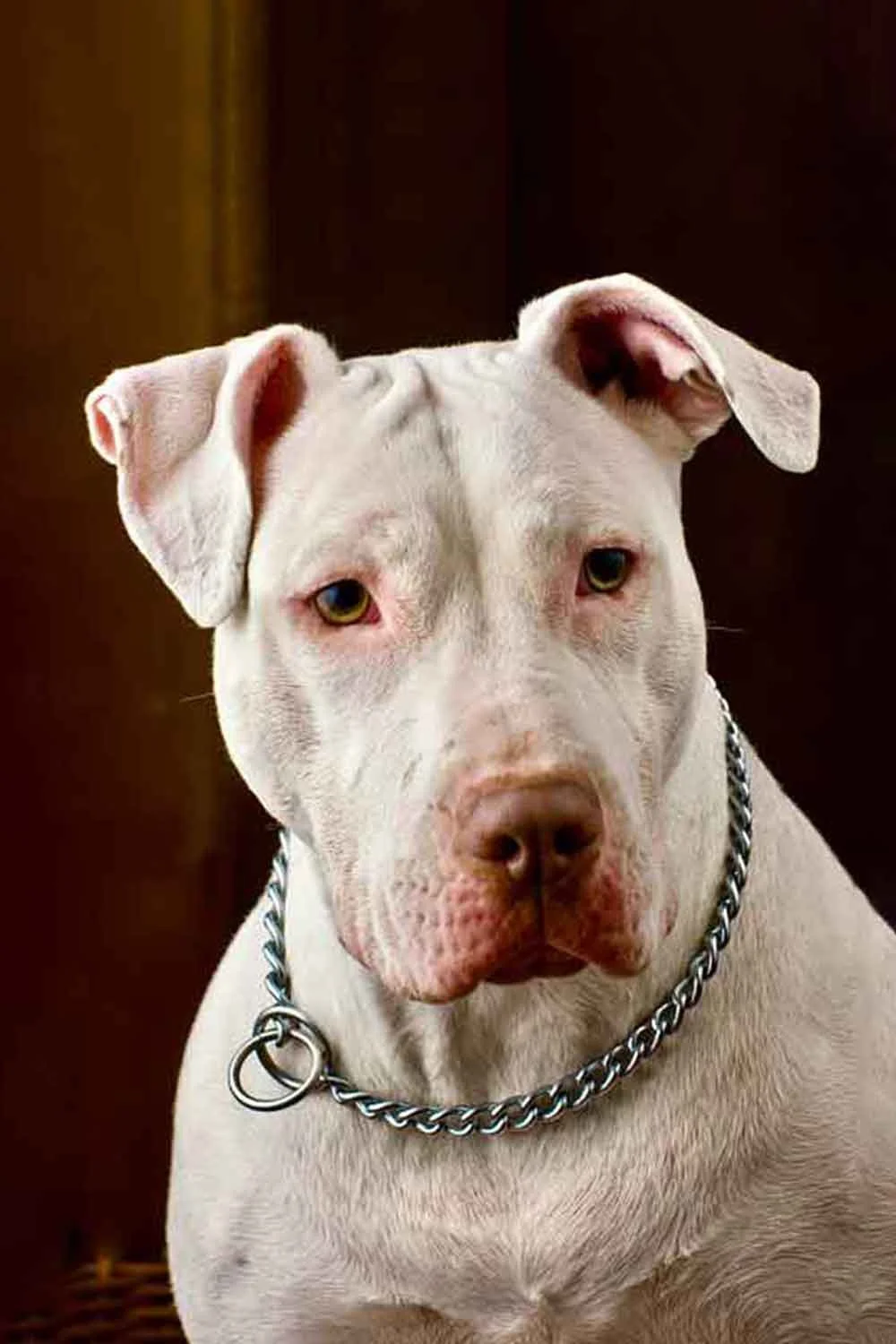 A white bull breed dog looking relaxed