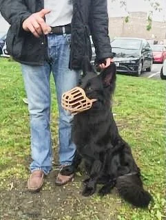 A person holding a leash attached to a black service dog sitting on grass, holding a bite sleeve in its mouth.