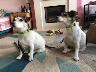 Two dogs with green collars sitting indoors on a multicolored rug in front of a fireplace and a TV.