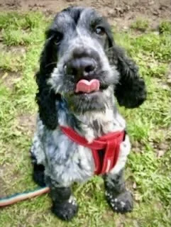 Close-up of a black and white puppy with floppy ears, wearing a red harness, outdoors on grass, with its tongue sticking out.