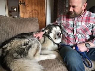 A man with a beard and plaid shirt sitting on a couch, petting a large Siberian Husky dog with blue eyes.