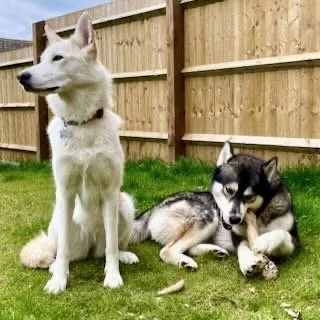 Two dogs, one white with pointy ears sitting and one black and white with floppy ears lying on the grass near a wooden fence.