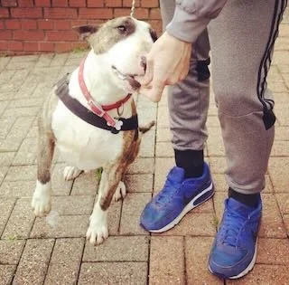 A person feeding a dog on a brick patio, with the person's hand near the dog's mouth. The dog is gray and white, wearing a harness, and the person is wearing gray pants and blue sneakers.