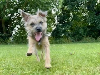 A small, light-colored dog running on a grassy field with trees in the background.