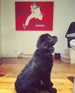 Black dog sitting on a wooden floor in front of a red and white poster on the wall.