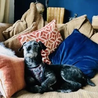 Dog lying on a couch surrounded by several colorful pillows of different textures and patterns, with a blue wall in the background.